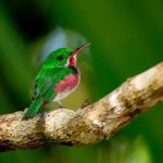 The Haitises National Park birds